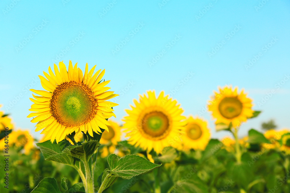 Beautiful sunflower in field Beautiful sunflower in field