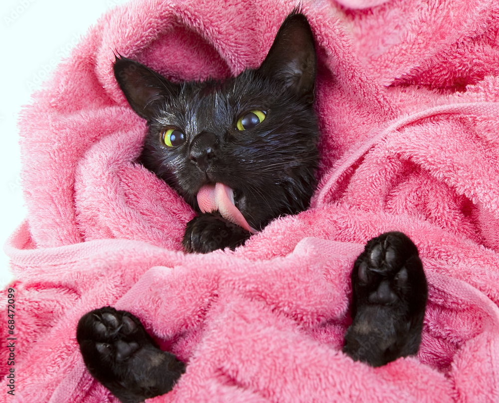 Cute black soggy cat licking after a bath, funny little demon foto de