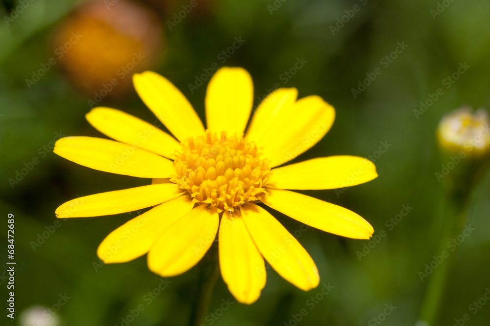 Thymophylla tenuiloba also known as dahlberg daisy Thymophylla tenuiloba also known as dahlberg daisy