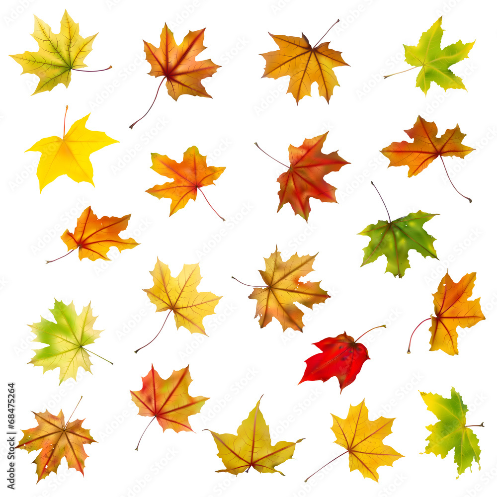 Set of falling autumn maple leaves on white background. Set of falling autumn maple leaves on white background.