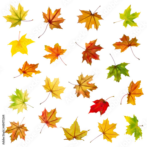 Set of falling autumn maple leaves on white background.