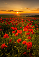 Papier peint photo Coquelicots Champ de coquelicots au soleil couchant  © Jess_Ivanova