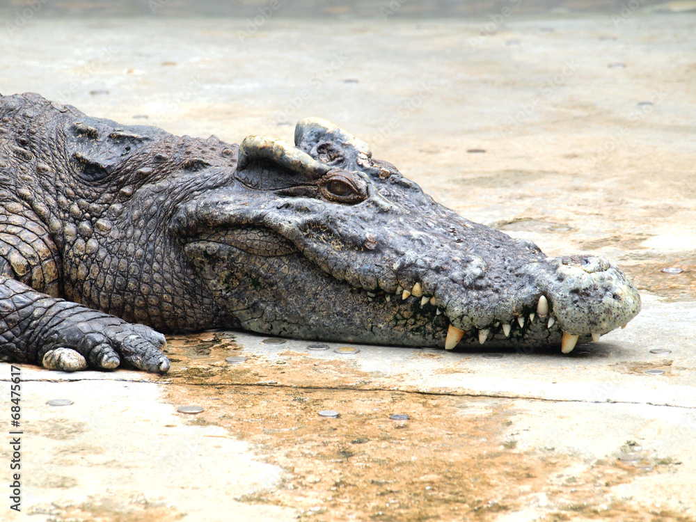 Fototapeta premium Crocodiles close up in Thailand