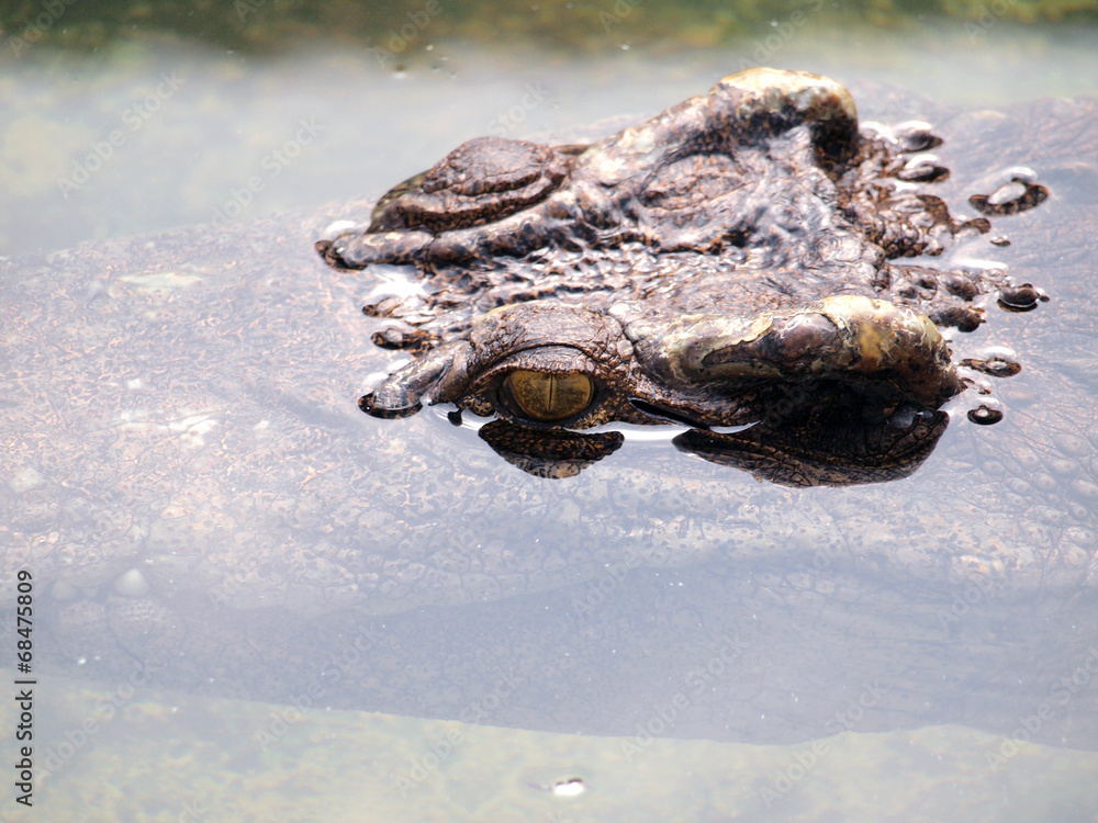 Obraz premium Crocodiles close up in Thailand