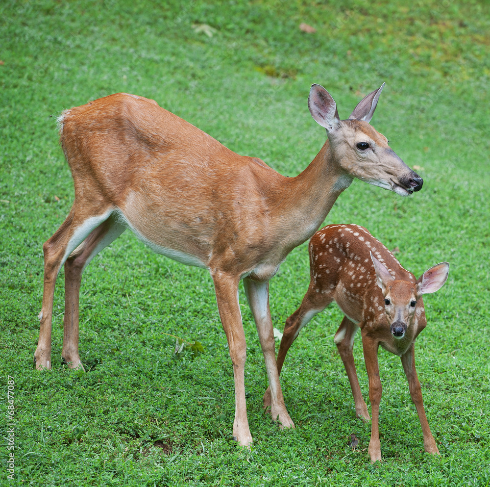 Doe and fawn Doe and fawn