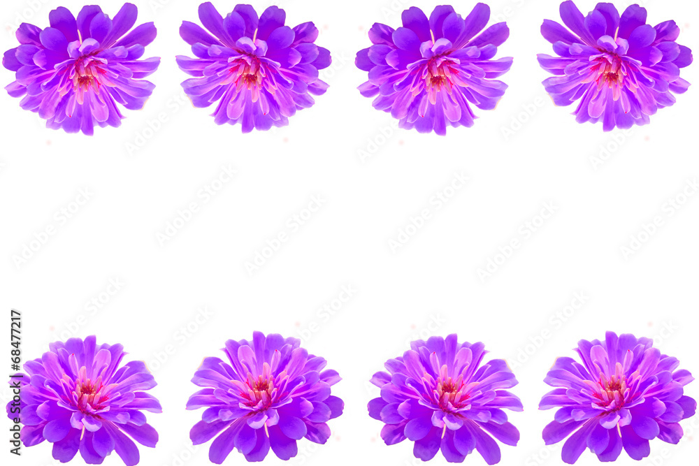 Purple Gerbera flower on white frame Purple Gerbera flower on white frame
