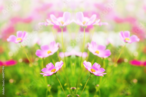 Cosmos daisy flower for background