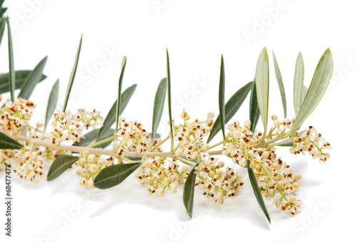 Closeup of blooming olive twig