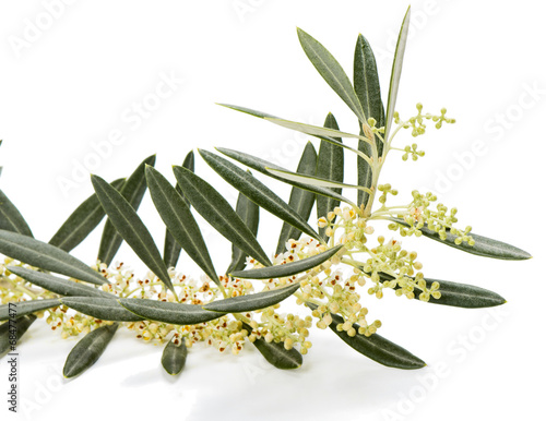 Olive twig  blossom