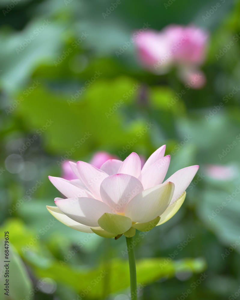 蓮花