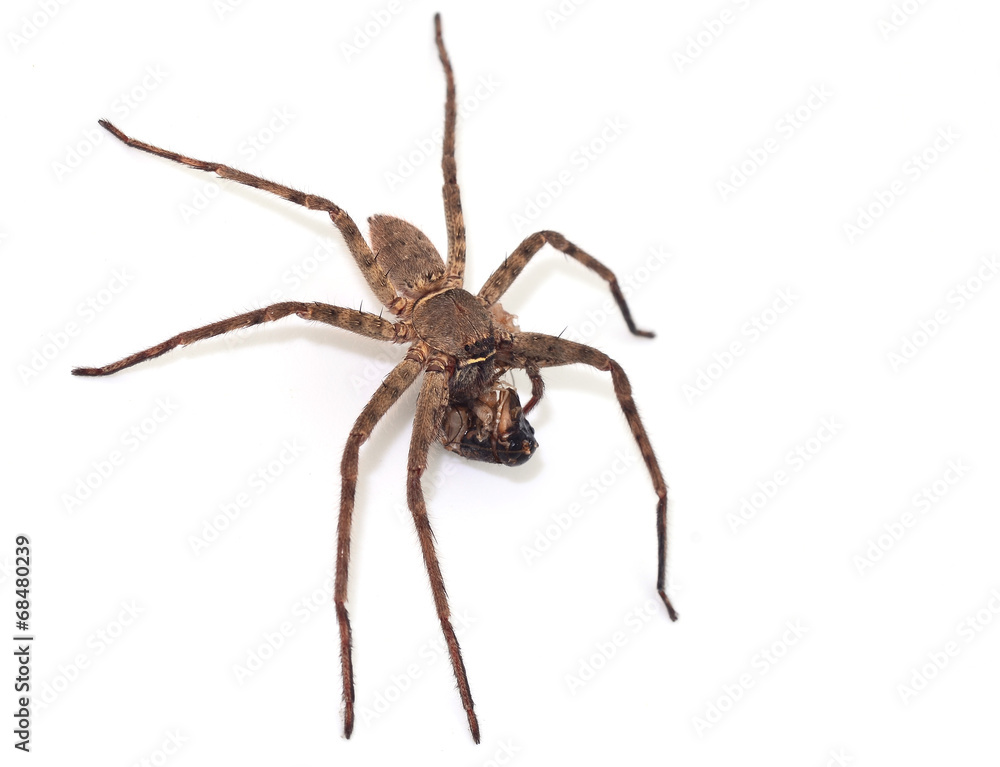 spider spider