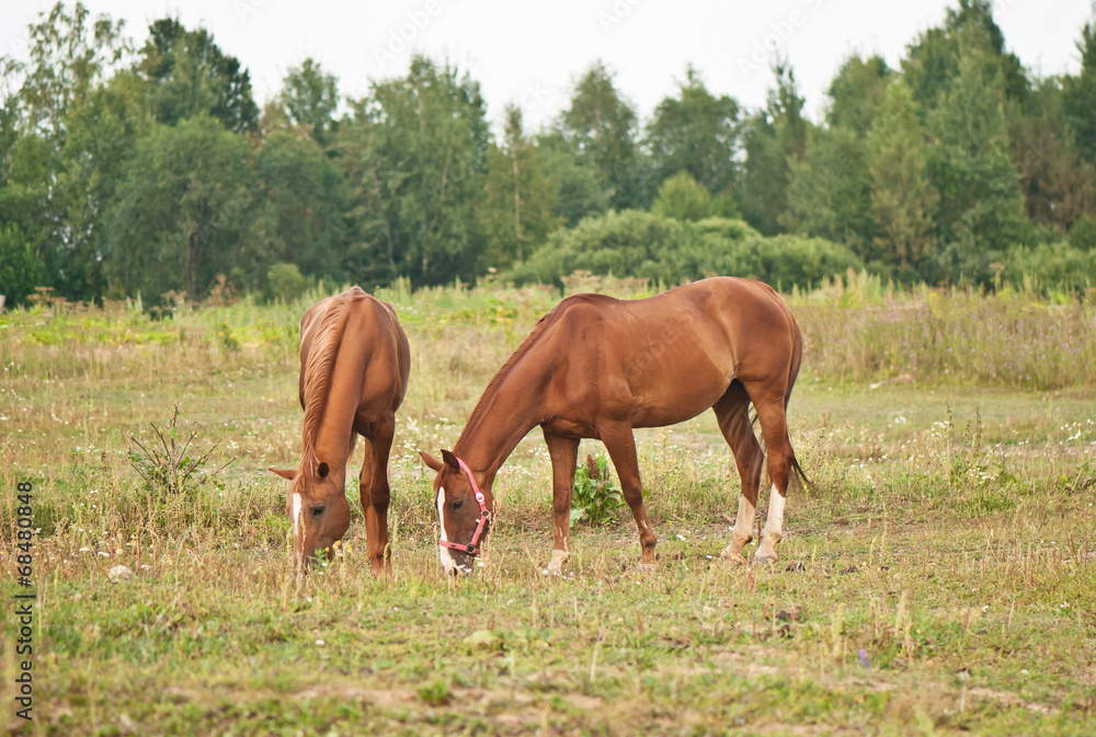 two brown horses grazing in a field