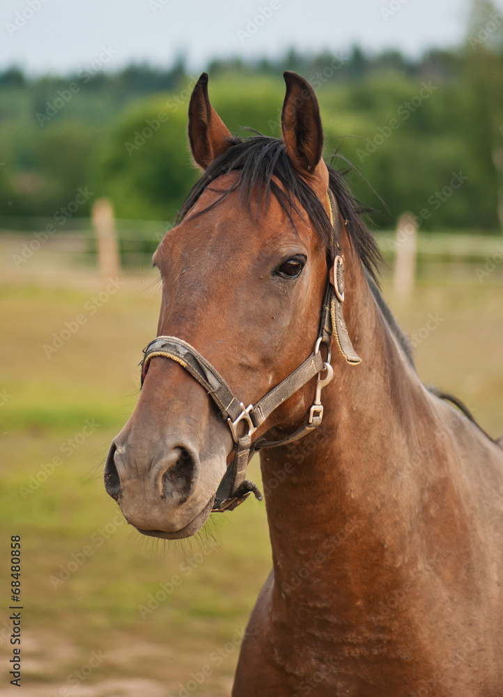 portrait of a brown horse