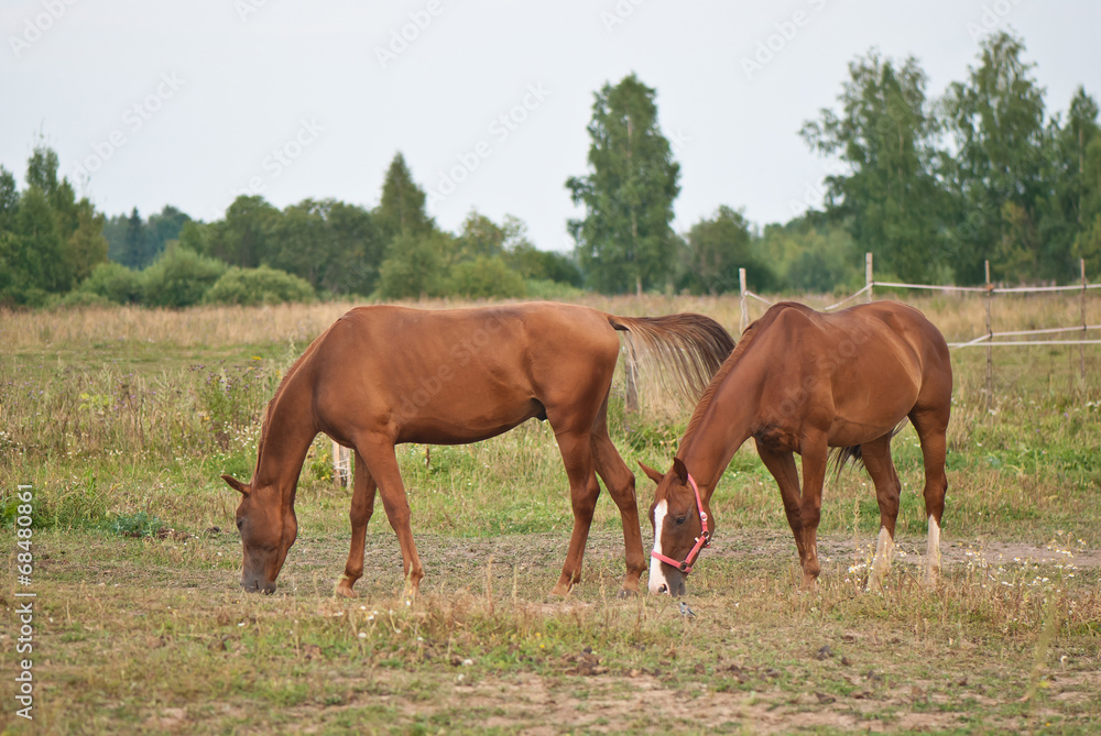 two brown horses