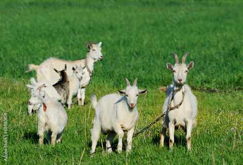 Goat family in a green field