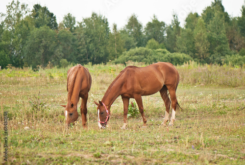 two brown horses grazing in a field