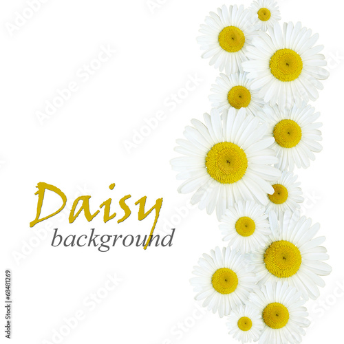 Fototapeta Naklejka Na Ścianę i Meble -  Daisy flowers arrangement
