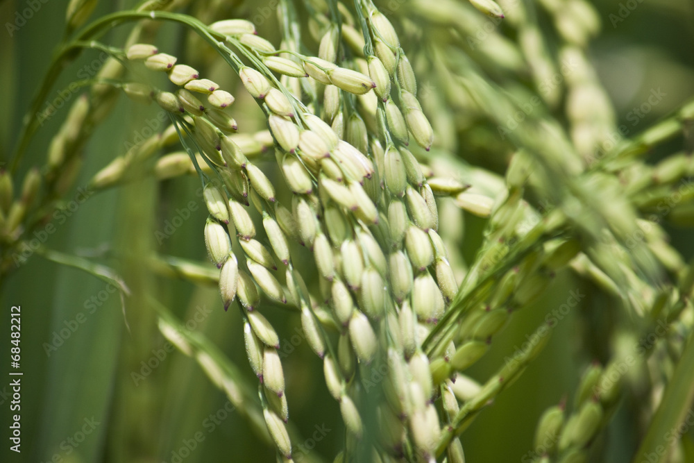 Close up of the rice in the field Close up of the rice in the field