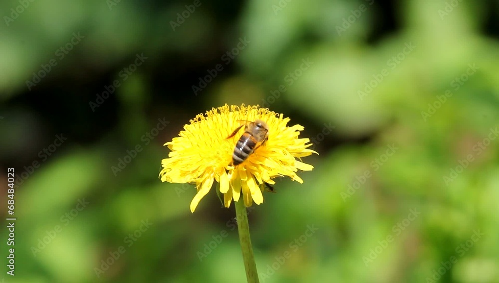 Honey bee on yellow flower collecting pollen.