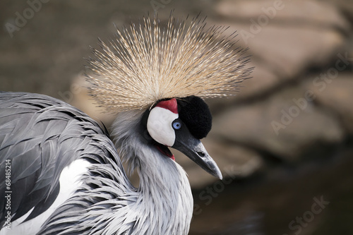 Картината върху платно Funny bird - African crowned crane portrait