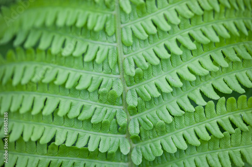 Closeup of green fern stem and leaves photo