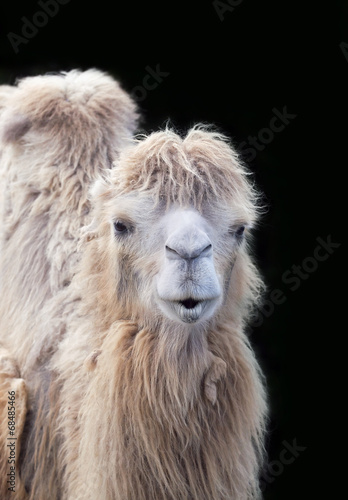 Funny camel portrait © Reddogs