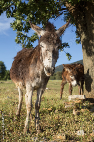 donkeys at nature © berna_namoglu