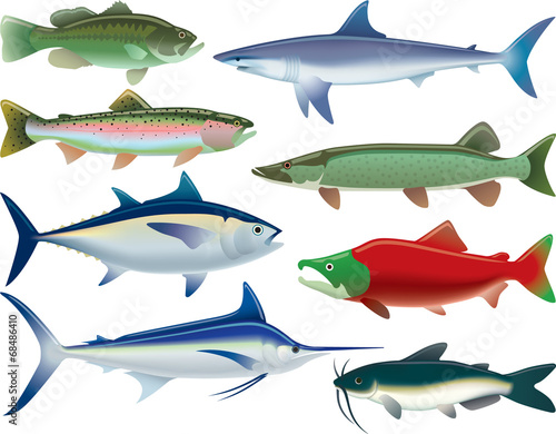 Sport Fish
