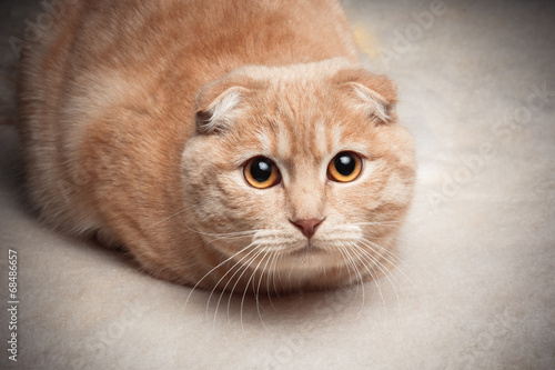 Fototapeta Naklejka Na Ścianę i Meble -  Cat portrait