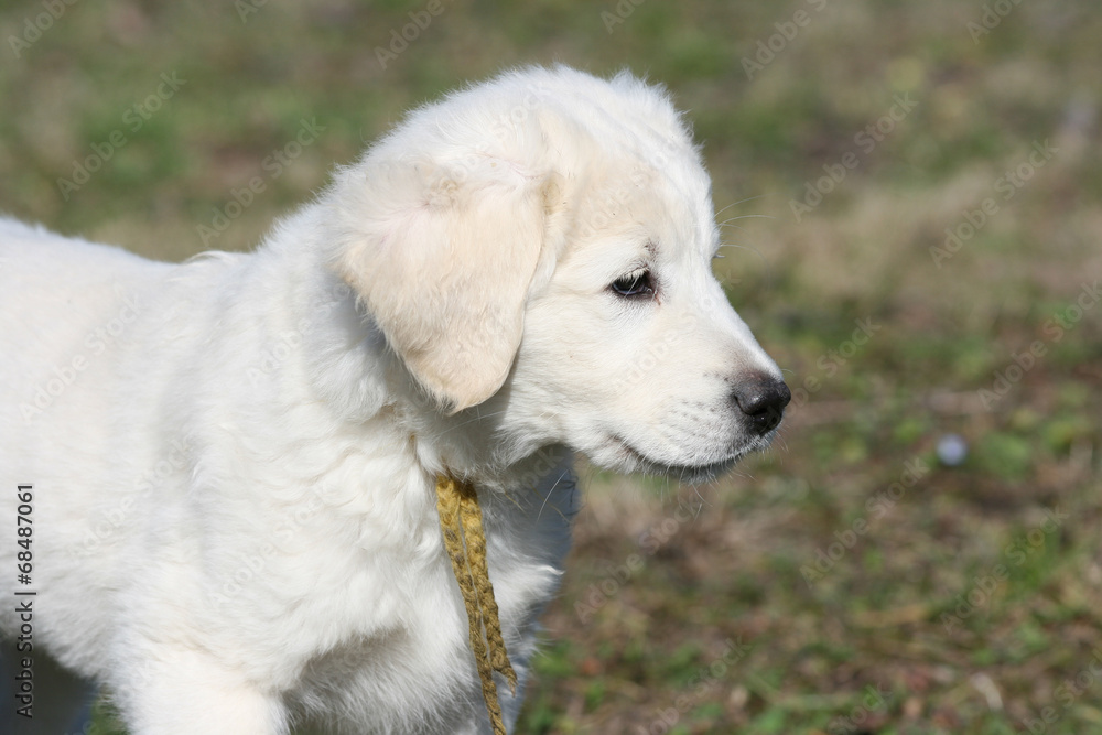Nice puppy of Slovakian chuvach standing in the grass