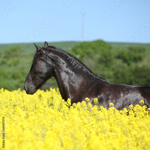 Amazing friesian horse running in colza field © Zuzana Tillerova