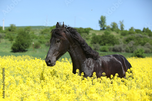Amazing friesian horse running in colza field