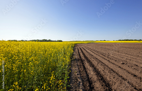 agriculture - an agricultural field on which grow up potatoes and a colza. spring