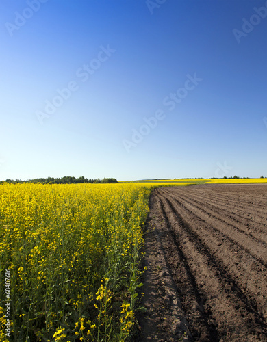 Fototapeta Naklejka Na Ścianę i Meble -  agriculture - an agricultural field on which grow up potatoes and a colza. spring