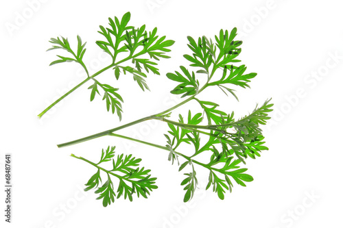 Wermut  Artemisia absinthium 
