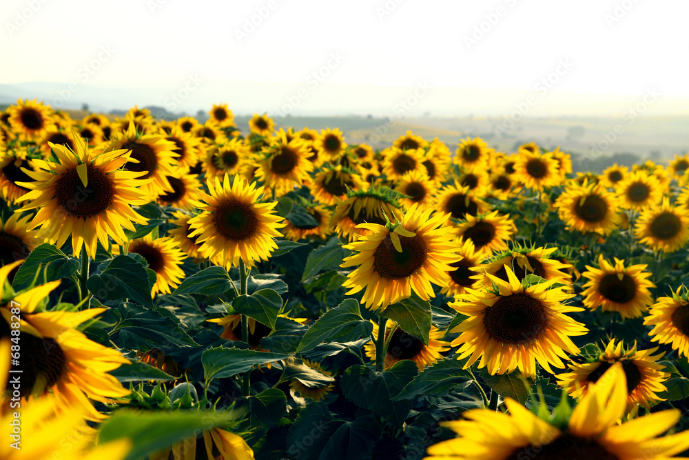 Obraz premium Ay Çiçeği