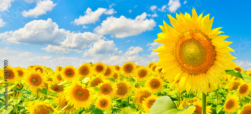 Fototapeta Naklejka Na Ścianę i Meble -  Sunflower