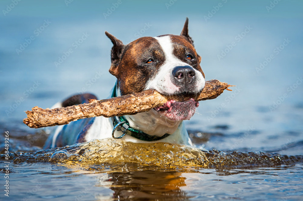 American staffordshire terrier swimming with a stick