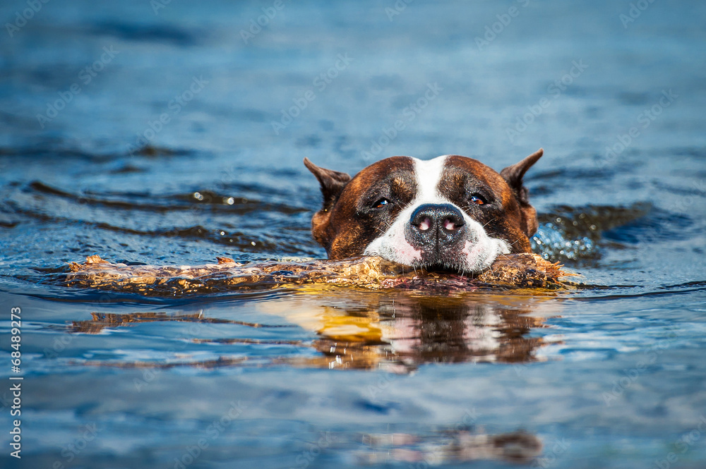 American staffordshire terrier swimming with a stick