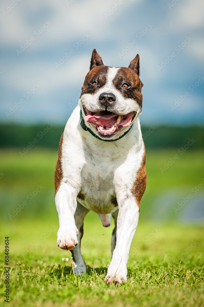 American staffordshire terrier running in summer American staffordshire terrier running in summer