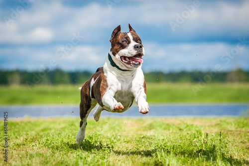 Canvas Print American staffordshire terrier running in summer