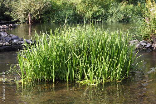 A clump of sedge in the water photo Fototapet