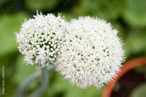 Onion blooming in a garden