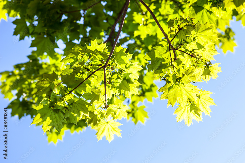 Green maple leaves in the sunshine Green maple leaves in the sunshine