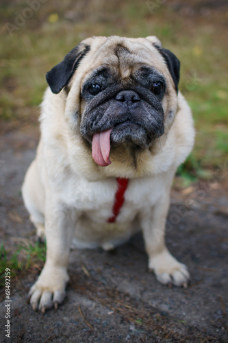 Little Sad Pug Outdoors