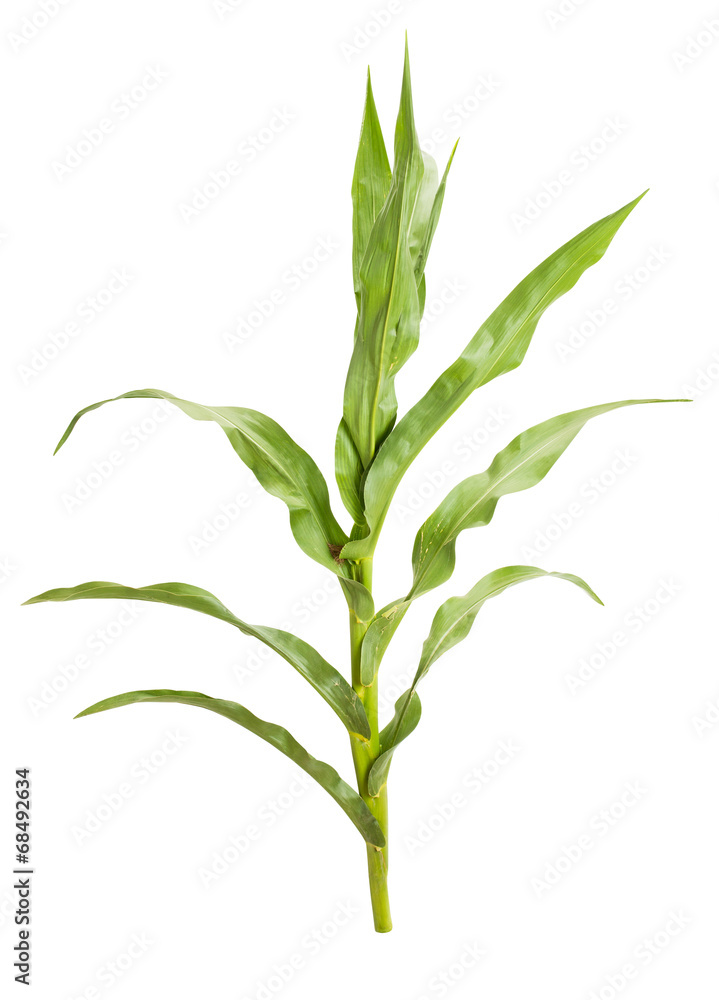 corn plant