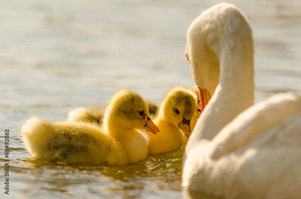 Baby Goose with warm front light and family Baby Goose with warm front light and family