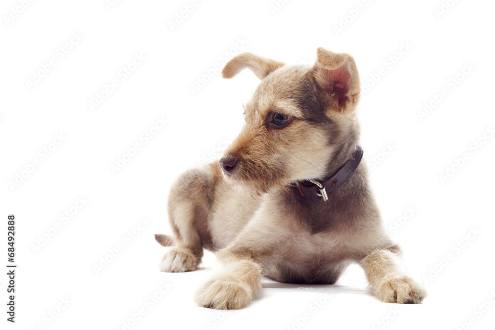 Obraz premium puppy looking away