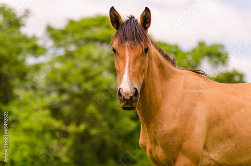 Brown Horse looking directly to the phographer