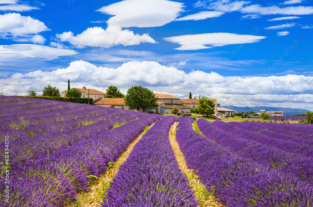 Feelds of blooming lavander, Valensole, Provence, France, europe